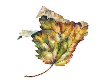 8x10 Print of Watercolor Maple Leaf Painting
