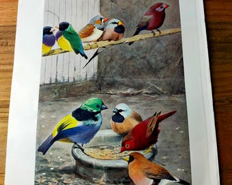4er Set Vintage Vogel Drucke 1920er Jahre - Antike Wilhelm Kuhnert Lithographien - Retro Natur Rabe & Paradies Wand Dekor Kunst