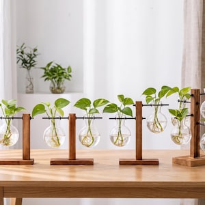 Può includere: Una collezione di vasi in vetro trasparente a forma di bulbo sospesi su supporti in legno marrone scuro con aste in metallo nero. Ogni vaso contiene acqua e una talea di pianta pothos verde con radici visibili. Il set include quattro supporti.