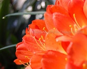 Orange Wall Art, Home Decor, Clivia Flower Photos, 8 x 10, Gallery Wrapped Canvas Wall Hanging