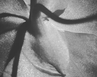 Modern Black and White Flower Art, 5x5 Photo Print