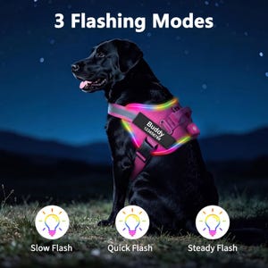 Peut inclure: Un chien noir portant un harnais rose lumineux à LED avec une étiquette noire indiquant Buddy 123456789. Le harnais présente des bordures colorées et trois modes de clignotement nommés Slow Flash, Quick Flash et Steady Flash en bas.