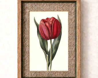 Vintage Red Tulip Print, Solid Oak Frame, Linen Textured Mat Board, Botanical Wall Art, French Country Decor