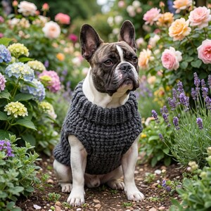 Seamless Dog Sweater Knitting Pattern PDF, Raglan Pet Pullover, Small Dog Coat, Instant Download