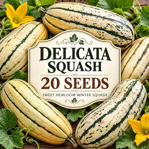 May include: A collection of oblong Delicata squash with cream-coloured skin and dark green longitudinal stripes, surrounded by green leaves and yellow blossoms. A central label displays the text: Delicata Squash 20 Seeds Sweet Heirloom Winter Squash.