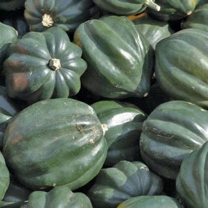 20 st King Acorn Squash frön – Mörkgrön vintersquash – Söt gyllene kött – Kompakta grönsaksträdgårdsfrön för plantering