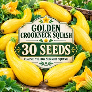 30 gyllene Crookneck squashfrön – Gul sommarsquash – Arvsväxt av Crookneck-grönsak – Produktiva trädgårdsfrön för plantering