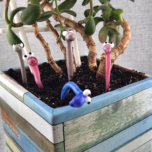 May include: A square wooden planter with a distressed blue and white finish containing a jade plant and five glass worm-shaped plant stakes. The stakes feature googly eyes and come in shades of gray, pink, light purple, and bright blue.