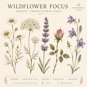 May include: A digital collection titled WILDFLOWER FOCUS MEADOW + PRESSED-FLOWER ASSETS featuring illustrations of chamomile, Queen Anne's lace, lavender, a wild rosebud, and bellflower. The text includes labels for each flower and 300 DPI.