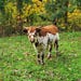 Owner of <a href='https://www.etsy.com/shop/SirGunnisonsFarm?ref=l2-about-shopname&from_page=listing' class='wt-text-link'>SirGunnisonsFarm</a>