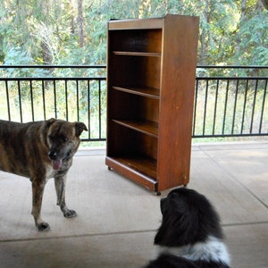 May include: Two dogs, one brown and black and one black and white, are on a patio with a wooden bookcase in the background.