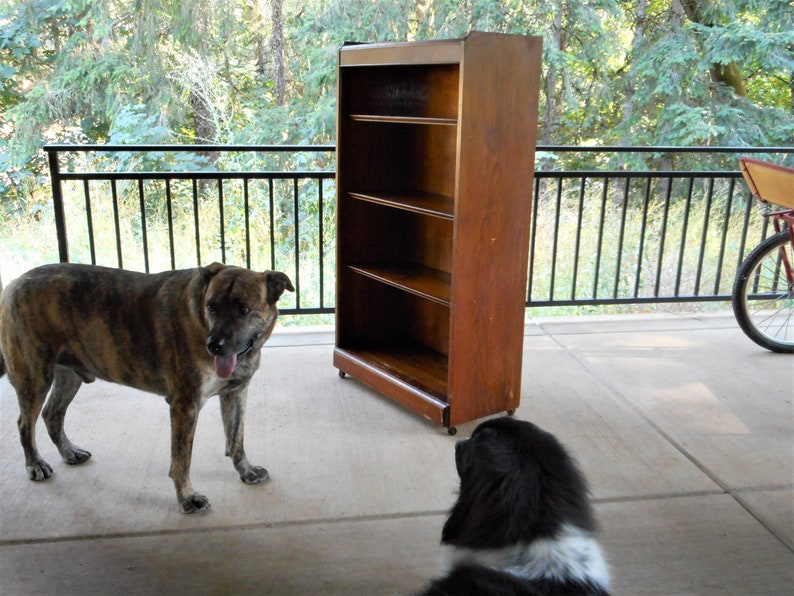 May include: Two dogs, one brown and black and one black and white, are on a patio with a wooden bookcase in the background.
