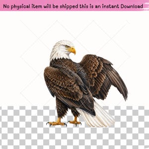 Realistic bald eagle graphics featuring white-headed American eagles, mountain landscapes, forest streams, pine trees and wildlife scenes. Versatile bird clipart for patriotic designs, woodland nursery art, sublimation printing, scrapbooking, digital projects, decals and apparel.