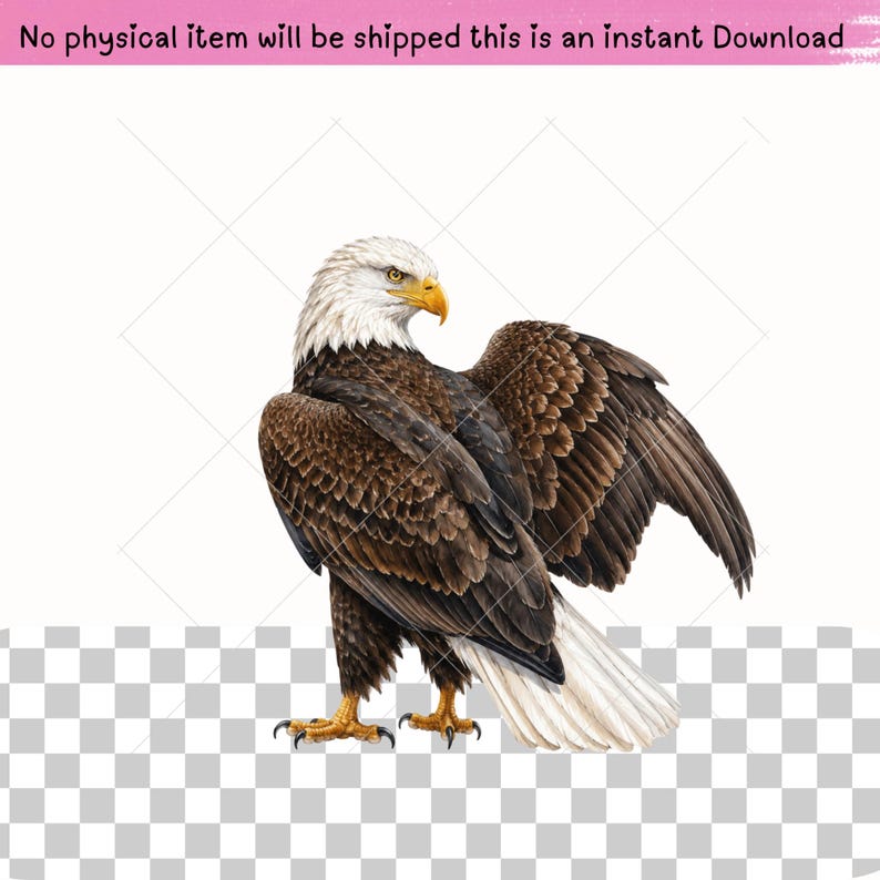 Realistic bald eagle graphics featuring white-headed American eagles, mountain landscapes, forest streams, pine trees and wildlife scenes. Versatile bird clipart for patriotic designs, woodland nursery art, sublimation printing, scrapbooking, digital projects, decals and apparel.
