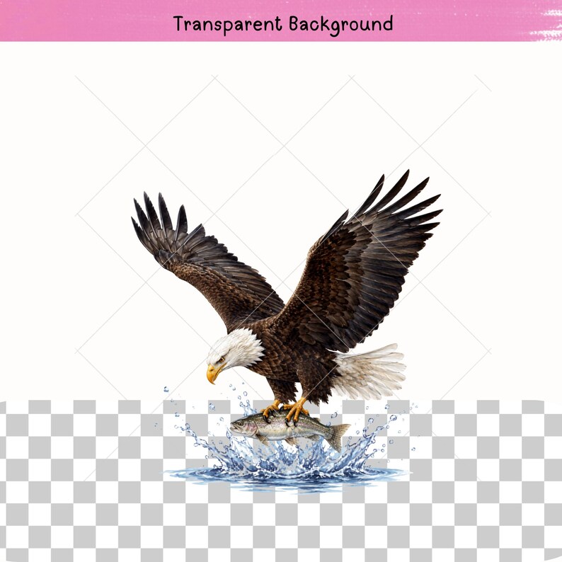 Woodland eagle PNG bundle showing majestic bald eagles perched on branches, flying through the air, catching fish and guarding a nest. Detailed American bird and forest wildlife illustrations for T-shirts, stickers, tumblers, posters, journals and commercial craft projects.