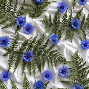 May include: A collection of vibrant blue cornflowers and green fern fronds arranged across a white fabric surface. The composition features multiple individual flowers with dark centers and detailed, feathery green leaves scattered throughout the frame.
