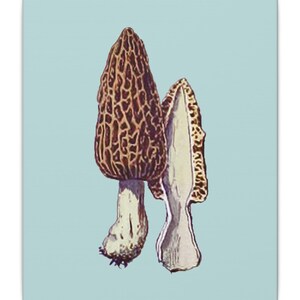 Canvas Gallery Wraps - Vintage Morel Mushroom Poster Restoration on Sky Blue Background, Chef&#39;s Gift, Foraging Art Print, Kitchen Decor,