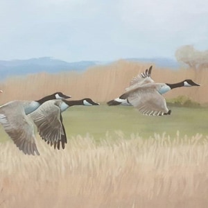 Autumn Geese Canvas Print: Nature Wildlife Art