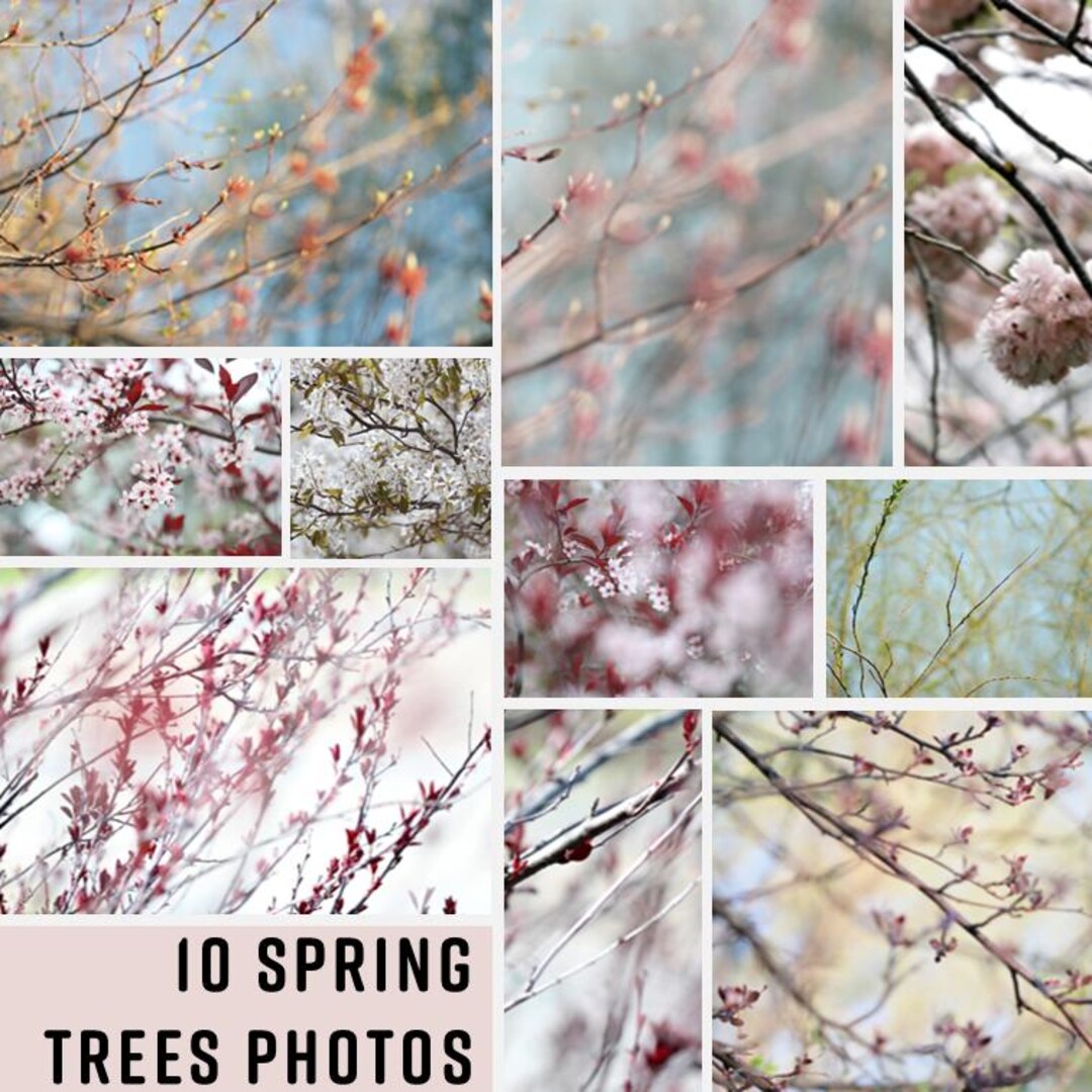 Spring Tree Photography Collection | Delicate Branches, New Growth ...