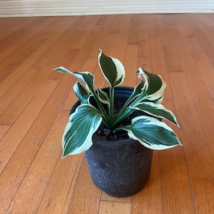 May include: A potted hosta plant featuring dark green leaves with prominent white margins. The plant is housed in a simple black plastic nursery container filled with dark potting soil, showcasing a distinct contrast between the foliage and the pot.
