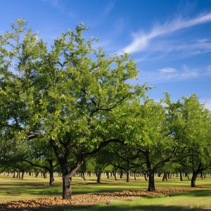 May include: A grove of pecan trees with dark brown trunks and vibrant green leaves under a bright blue sky with wispy white clouds. The ground is covered in a layer of harvested brown pecans, creating a distinct line across the orchard floor.
