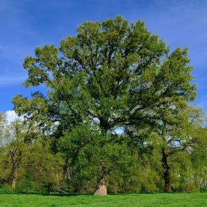 May include: A large, mature deciduous tree with a thick, textured brown trunk and a wide, dense canopy of vibrant green leaves. The tree stands prominently in the center of a grassy field under a clear, bright blue sky with light wispy clouds.