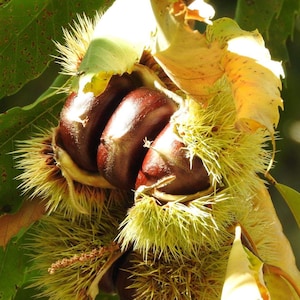 May include: Three dark brown, smooth chestnuts nestled within a spiky, light green burr that is partially open. The chestnut burr is surrounded by green and yellowing leaves, with sunlight highlighting the textures of the spines and nuts.