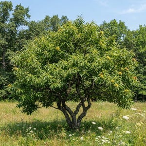 May include: A chestnut tree with a thick, dark, textured trunk and multiple branches spreading outward. The tree is covered in vibrant green, elongated, serrated leaves and numerous spiky, light green chestnut burrs throughout the canopy.