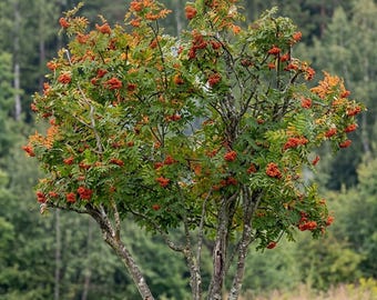 May include: A rowan tree with a textured, light gray trunk and branches, featuring pinnate green leaves and numerous clusters of small, bright orange-red berries distributed throughout the canopy against a blurred forest background.