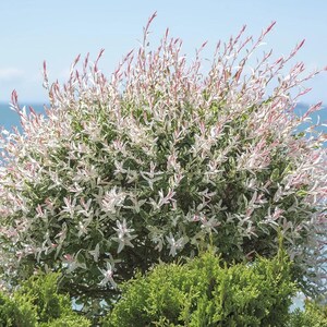 May include: A rounded shrub featuring variegated foliage with a mix of green, white, and soft pink leaves. The plant has a dense, bushy structure with slender, pointed leaves that transition from deep green to lighter shades and pink tips.