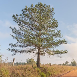 May include: A tall pine tree with green needles and a textured brown trunk stands in a field of dry grass. The tree is positioned behind a wire fence that runs along a dirt road under a clear blue sky with light clouds in the background.