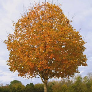 Sugar Maple (Acer saccharum) - Fall Color - Deciduous Tree