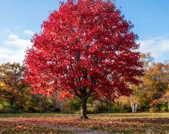 October Glory Red Maple Tree – Fast Growing Shade Tree, Vibrant Fall Color