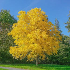 May include: A deciduous tree with vibrant yellow foliage stands prominently in the center, surrounded by other trees with green leaves under a clear blue sky. The tree features a dense canopy of golden-yellow leaves and a visible brown trunk.