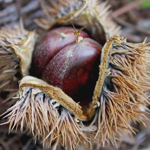 May include: A dark brown chestnut nestled inside a spiky, tan-colored burr that has split open. The nut has a smooth, glossy surface with a small, pointed tip at the top, while the surrounding husk features numerous sharp, needle-like spines.