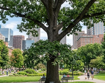 Bur Oak (Quercus macrocarpa) - Shade & Timber Tree
