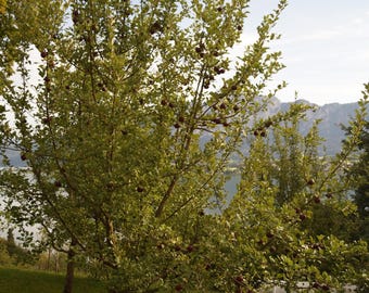 Arkansas Black Apple (Malus 'Arkansas Black') - Deciduous Fruit Tree