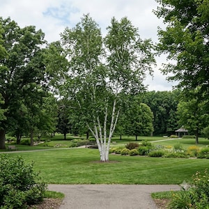 Whitespire Birch Tree – Betula populifolia - Ornamental Shade Tree, White Bark, Borer Resistant