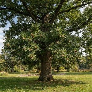 May include: A large, mature oak tree with a thick, textured brown trunk and expansive branches covered in dense green foliage. Numerous small, light brown acorns are visible hanging from the branches, scattered throughout the canopy.