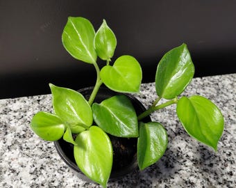 Peperomia Cupid  Live Plant (4in Pot)