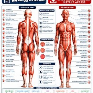 Muskelanatomiposter | Diagram över mänskligt muskelsystem | Utskrivbar väggkonst för pilates, fysioterapi, massage och gymdekor
