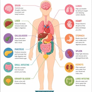Puede incluir: Un póster educativo titulado HUMAN ORGANS que presenta una ilustración central del cuerpo humano rodeada de diagramas etiquetados del cerebro, pulmones, corazón, hígado, vesícula biliar, estómago, páncreas, bazo, intestinos, riñones y vejiga.