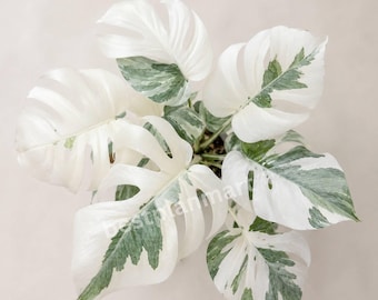 Zeldzame Monstera Super White Variegated levende plant met pot, geworteld, kamerplant voor aronskelkachtigen.