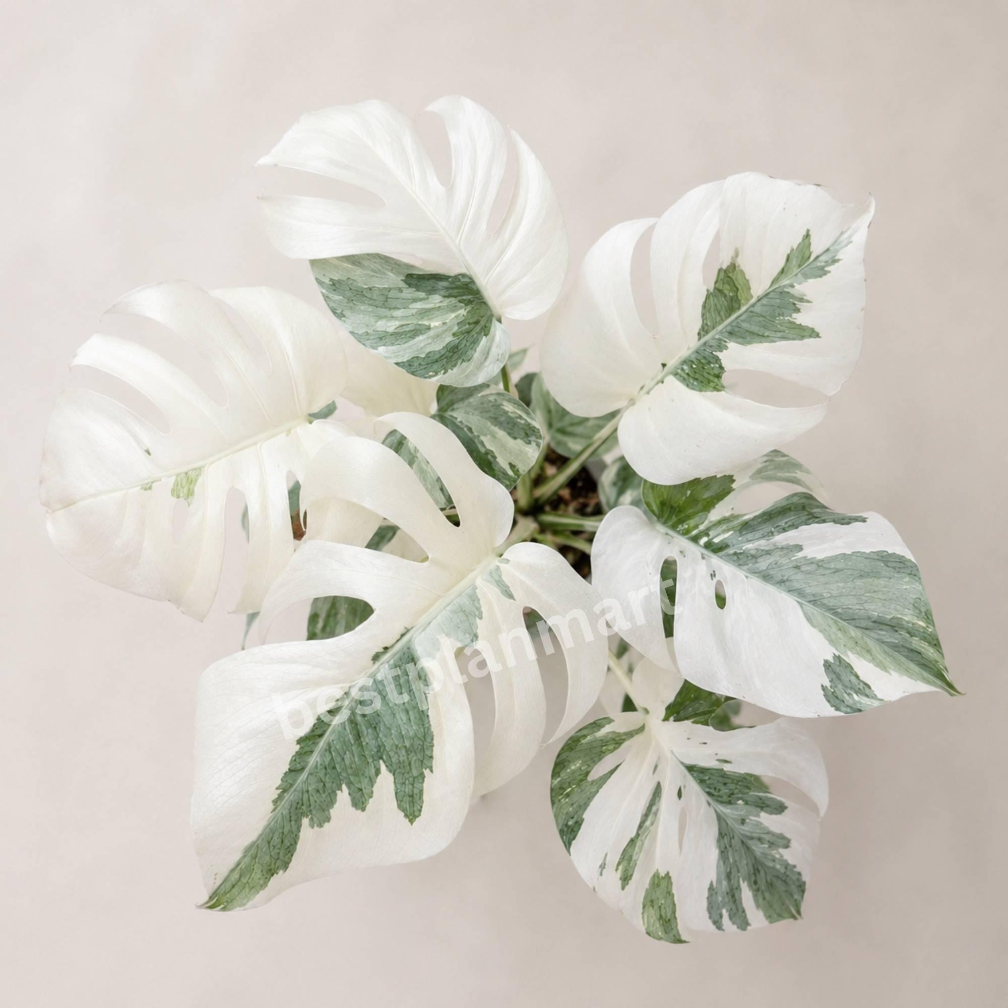 Monstera White Lava モンステラ ホワイトラヴァ 斑入り Monstera white lava - Etsy 日本