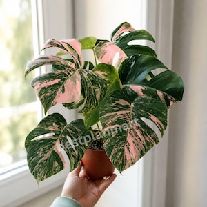 Monstera devil monster - Etsy 日本