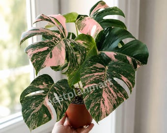 Rare Monstera Rose Pink Variegated Live Plant with Pot, Rooted Indoor Aroid Collector Houseplant