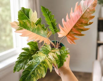 Filodendro Caramel Marble Variegado, planta viva com vaso, muda rara de arácea enraizada para interior.