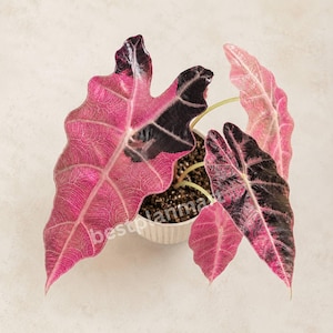 Rare Alocasia Sanderiana Bull Pink Variegated Live Plant with Pot, Rooted Indoor Aroid Collector Plant