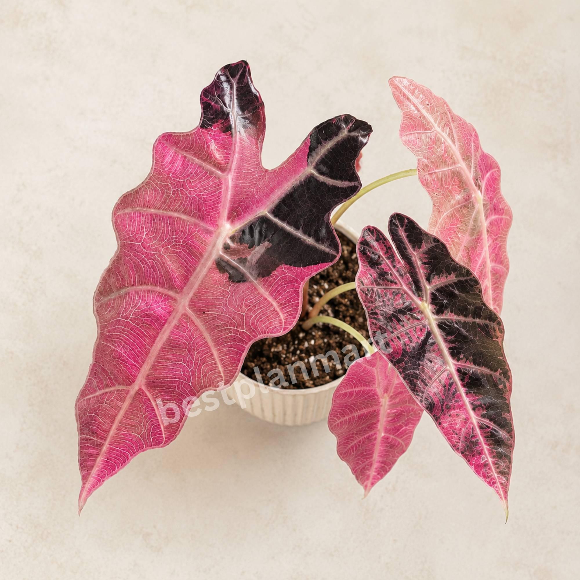Alocasia black velvet pink variegated - Etsy 日本