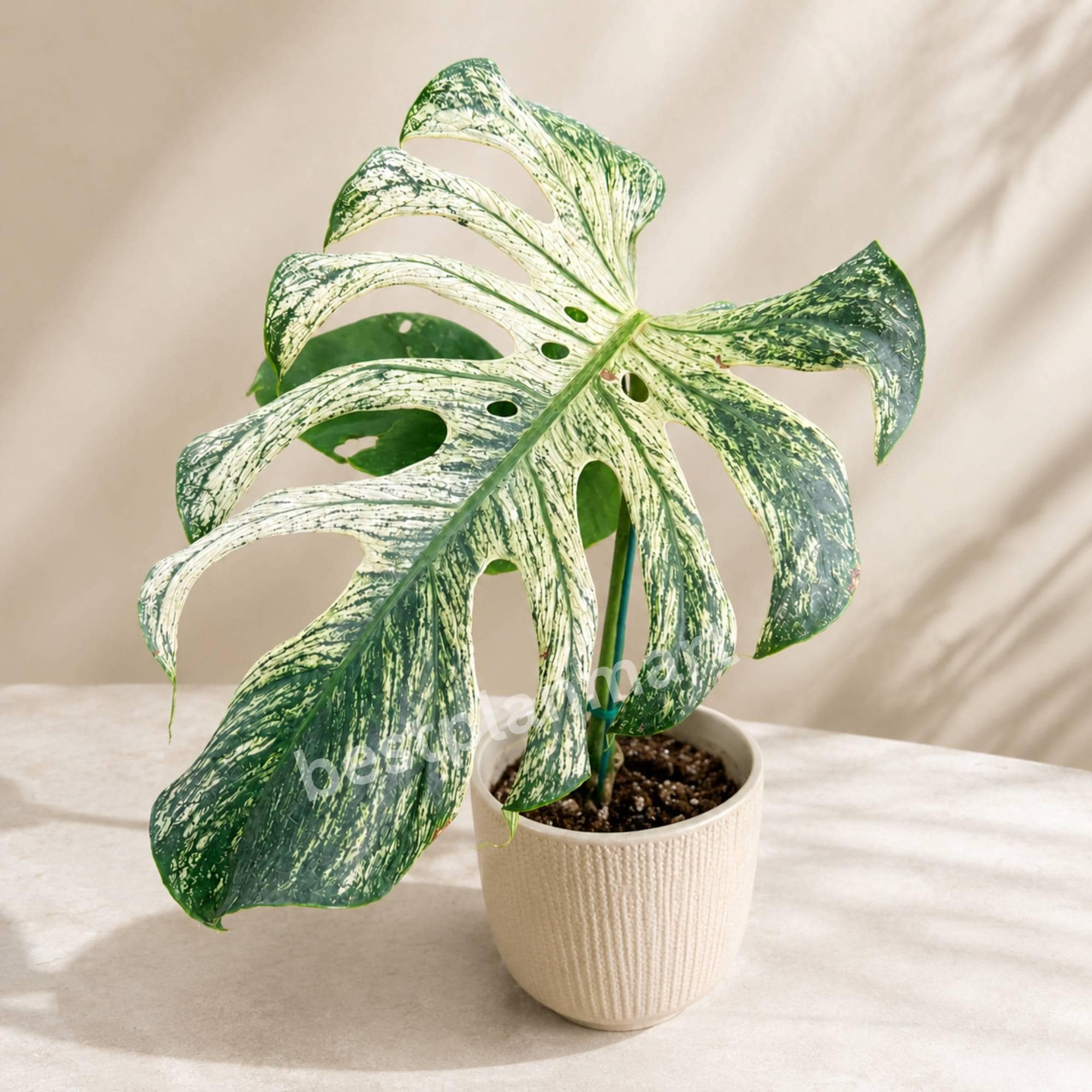 モンステラ　デリシオサ　奇形斑入り モンステラ デリシオサ 奇形斑入 Monstera Deliciosa Variegata